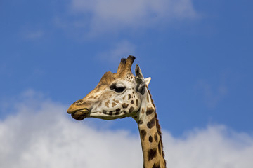 Giraffe