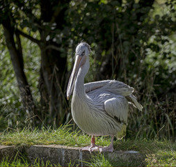 Pelican
