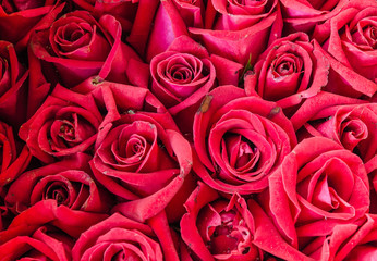 Bunch of rose