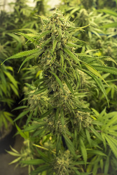 Leafy Marijuana Bud on Indoor Plant