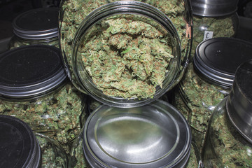 Open Marijuana Jar Revealing Green Buds