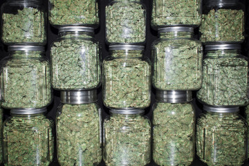 Stacked Wall of Glass jars Filled with Green Marijuana Buds