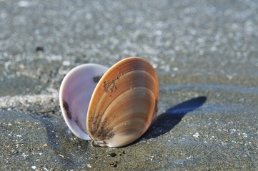 Open empty shell on dark sand.