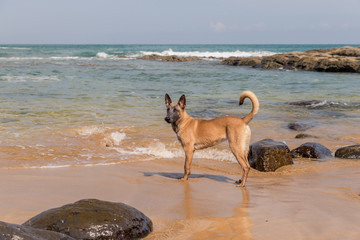 Fototapeta na wymiar Belgian Malinois dog in the beach, sunny day