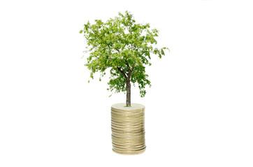 Fototapeta na wymiar tree growing from coin