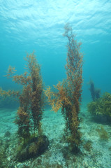 Underwater scenery of Matheson Bay in New Zeakand during a day with a very clear water and good...