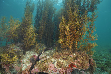 Underwater scenery of Matheson Bay in New Zeakand during a day with a very clear water and good visibility.