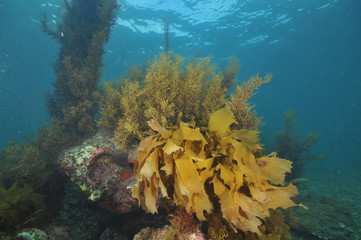 Underwater scenery of Matheson Bay in New Zeakand during a day with a very clear water and good...