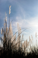 Obraz premium tropical grass