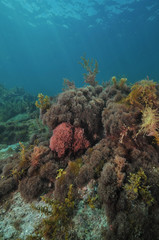 Underwater scenery of Matheson Bay in New Zeakand during a day with a very clear water and good visibility.