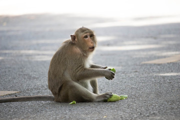 Fototapeta premium 食べるサル