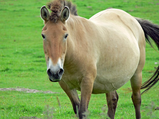 Fototapeta premium Das Przewalski-Pferd - ein Wildpferd