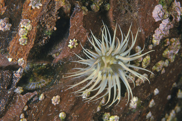 White-striped anemone Anthothoe albocincta on a submerged tree branch.