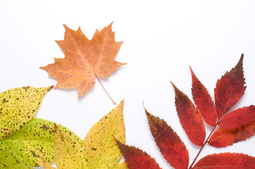Fall Leaves on White Background