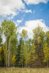 Fototapeta premium Fall tree landscapes