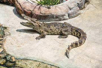 A Large Crocodile Opening Its Mouth.