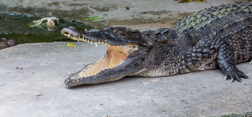 Crocodile Open Its Mouth