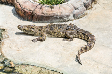 A Large Crocodile Lying on the Floor