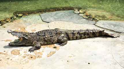 A Large Crocodile Opening Its Mouth.