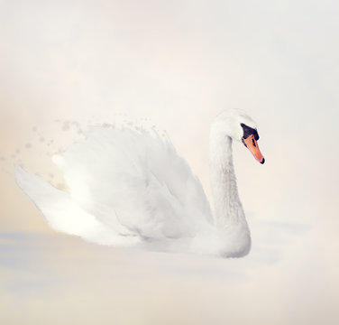White Swan Watercolor