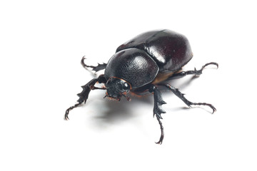 Rhinceros Beetle,Unicorn Beetle isolate on white

