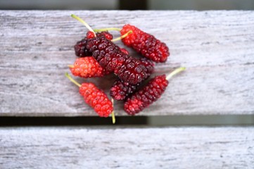 Juicy ripe mulberries freshly picked from the tree