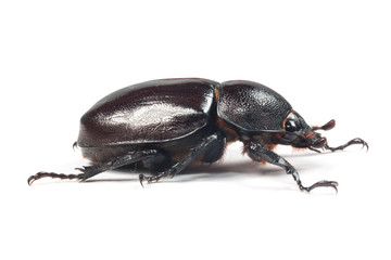 Rhinceros Beetle,Unicorn Beetle isolate on white
