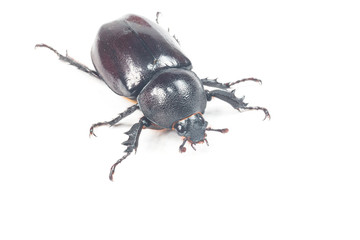 Rhinceros Beetle,Unicorn Beetle isolate on white
