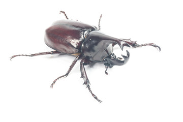 Rhinceros Beetle,Unicorn Beetle isolate on white
