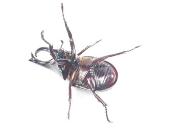 Rhinceros Beetle,Unicorn Beetle isolate on white
