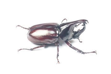 Rhinceros Beetle,Unicorn Beetle isolate on white
