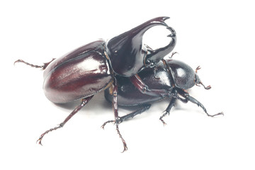 Rhinceros Beetle,Unicorn Beetle isolate on white
