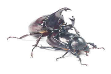 Rhinceros Beetle,Unicorn Beetle isolate on white

