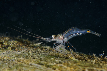 Common shrimp Palaemon affinis on a walk on submerged timber covered with a thin layer of algae.