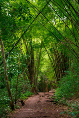Walking trail in Western Thailand tropical forest