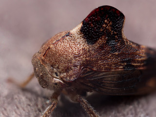 Tiny Brown Cicada with Big Fin