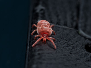 Red Velvet mite on black fingerprinted surface
