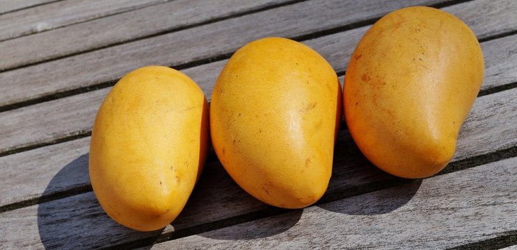 Three ripe yellow mangoes on a wooden table