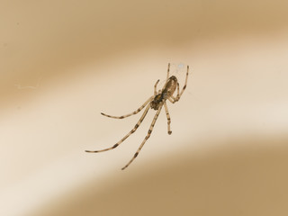small spider hangs above cupholder