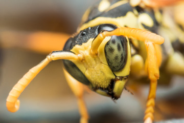 black and yellow wasp with green eyes looks down