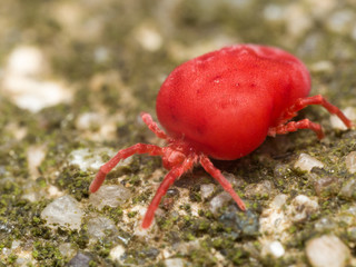 Red velvet mite on green surface