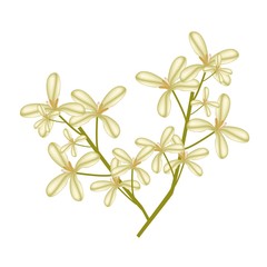 Beautiful Sweet Osmanthus Flower on White Background
