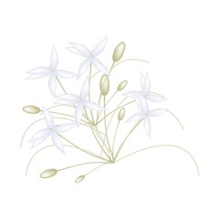 Beautiful White Indian Cork Flowers on White Background