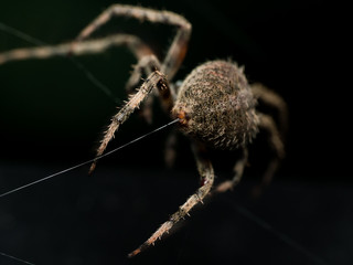 Orb Weaving spider lays out Web closeup from behind with black b