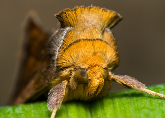 Gold Moth with spiky fur on green grass
