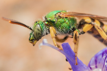 Green metallic sweat bee on purple flower profile view