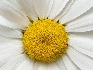 yellow daisy with white petals close up © stevenwellingson