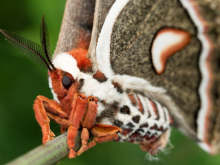 Profile view of orange, white and brown giant silk moth
