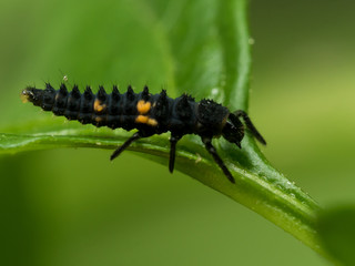 black and orange ladybug larvae on green leaf