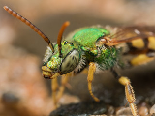 green metallic sweat bee profile view